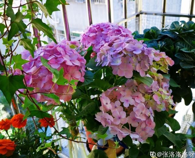 院子@阳台院子,就养这几种花,一到4月开疯了!