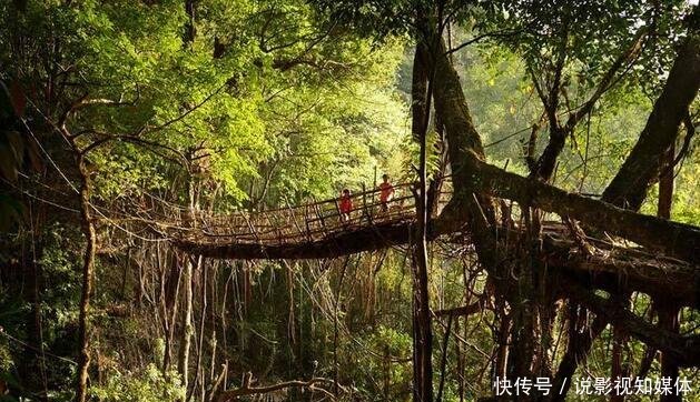 印度一座纯天然桥梁，用树根种出来的，500年来越走越牢固