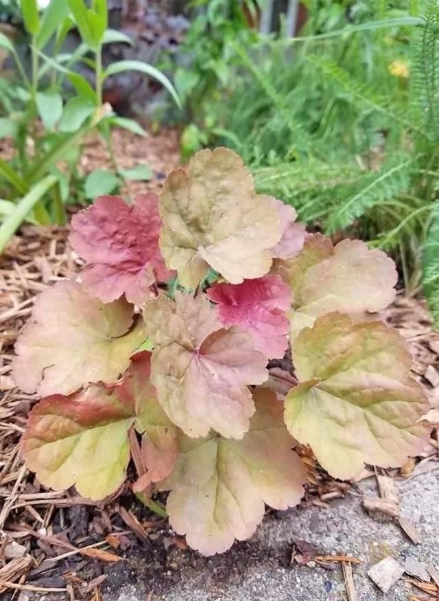 『精致』这些植物都可养在墙上,变精致的垂直植物景观,都可养在室内