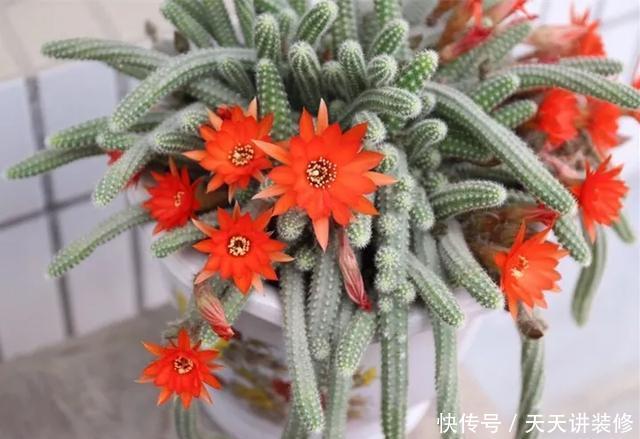  [图片作者]15种超级好养的花，不死鸟居然不是第一，“养花杀手”们试一试吧