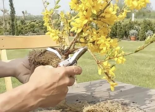  「小黄花」养1种盆景树，2年后茎干变“苍老”，开出“小黄花”，比金弹子美