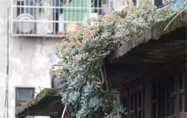 #种多肉植物#多年前,这种“多肉”在农村“成灾”,皮实爆盆快,是麻雀的最爱