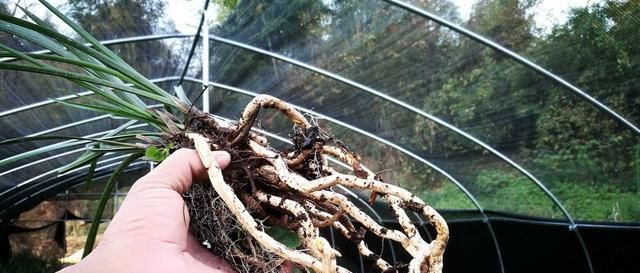  「热量」发酵不充分的植料种兰花，除了会产生热量，还有一点你可能想不到
