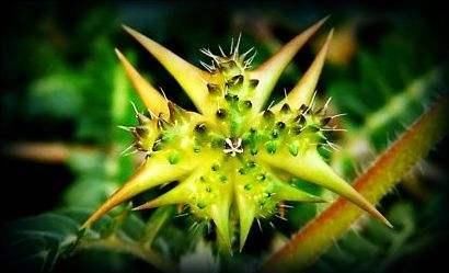  没错@七八十年代喂猪的野草，不是中药材就是野菜，吃过的是土豪