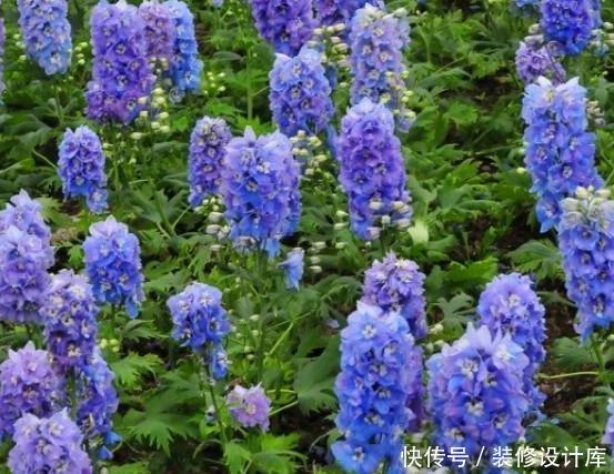  「款花」厕所异味重该怎么办？盆栽3款花''专治''它，让家里更上档次