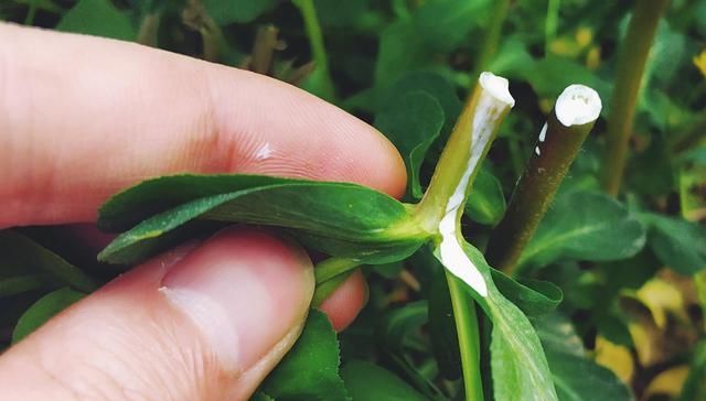  「猫眼睛」农村一奇怪野草，掐断会流出乳汁，碰了会手肿，却能