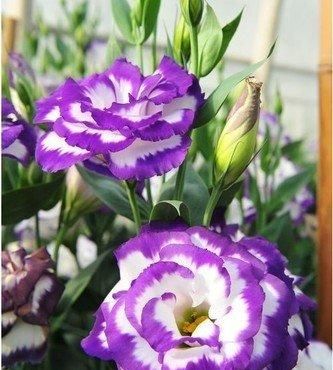  「洋桔梗」在室内养护花卉，选以下3种花卉，花色绚丽，丰富多样，花大妖娆