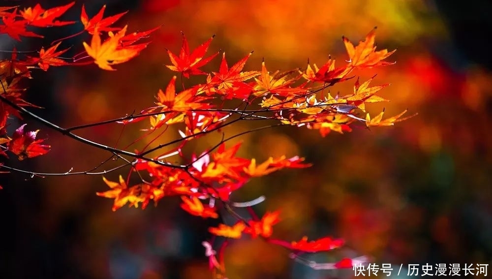 上海进入最佳秋色观赏期,看看绚丽秋色中的上海植物园有多美