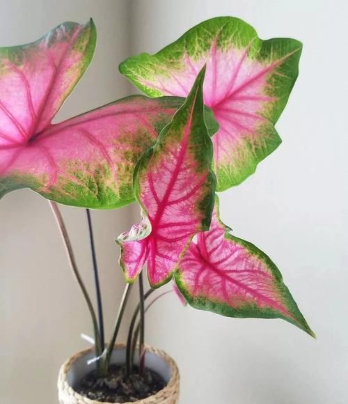 #适合#这些观叶植物很适合养室内遮阴处,种花盆里特好照顾