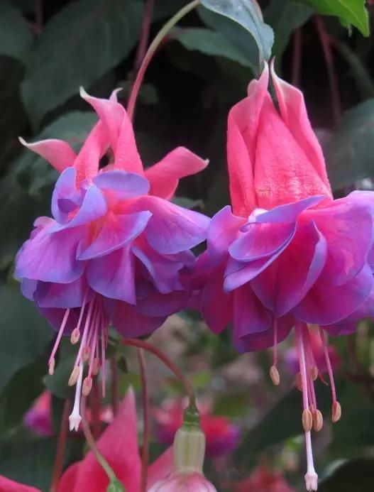  『灯笼』倒挂金钟四季常绿，花朵颜色艳丽，开花像灯笼，赶紧养一盆