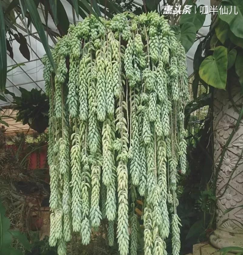 #上名#傻傻分不清的多肉,就看它这儿,一眼就能叫上名!