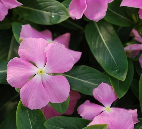 『长春花』长春花保持全年有花朵观赏的几个技巧,你都掌握了没
