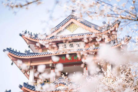 中国这些地方即将花开成海！错过又再等一年！诗情画意值得记忆！