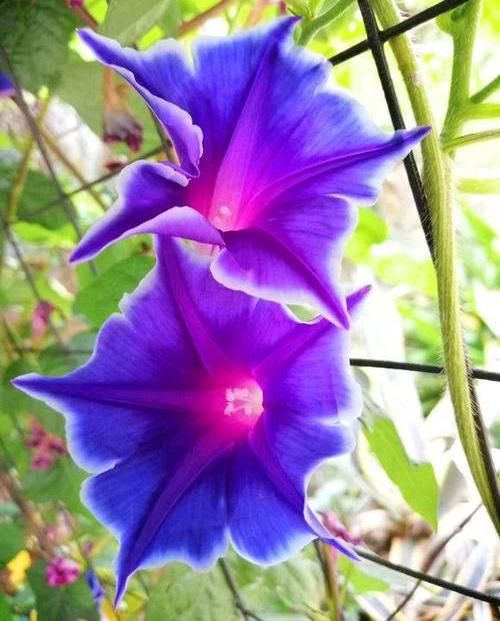  『新家』牵牛花“搬新家”，给点“紫外线”，枝条呼呼长，开成“大花园”