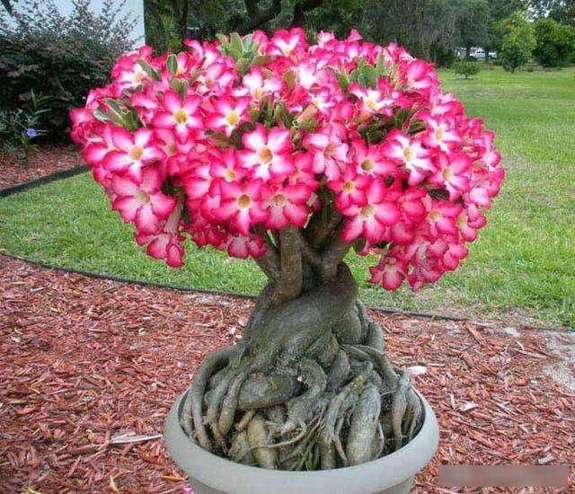「长寿花」这“5种”花要“穷养”,用小花盆、少浇水,反倒越养越“旺盛”