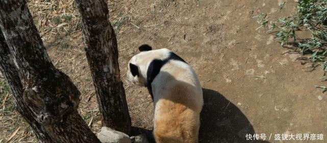 陕西大山深处，有一座仅有6辆出租车的县城，却拥有大熊猫金丝猴