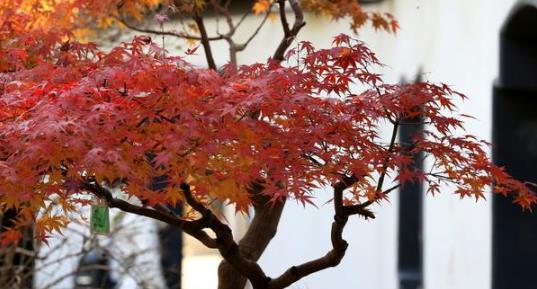 盆景,将缩小版的山水风景区收入在你的家中,体会传统的文化气息