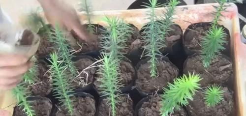  「种子」养客厅特别大气的南洋杉盆栽，我们养的都是小幼苗，可用种子培育