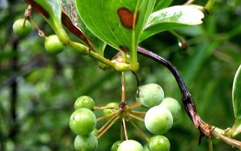 农村一种植物，人称“铁菱角”，农民视为杂草，城里一斤20元