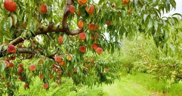  光照■在农村承包地，别人栽的树挡太阳光照导致粮食减产，怎么