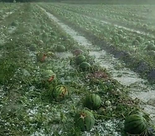 一场冰雹过后 瓜农看着遍地的烂西瓜 心痛到哭了！