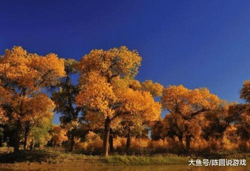 额济纳的胡杨林到底有多“无耻”？游客称宁愿在家发呆也不去看树