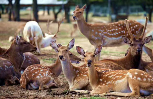 2019西安秦岭野生动物园福满长安第七届新春庙会