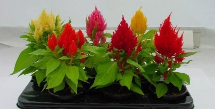  人称■此花，花型奇特，人称“花中之禽”，花色艳红，有强身健体之功效