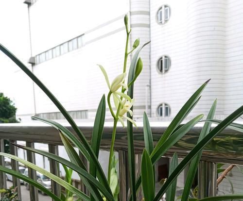 #淘汰兰花#捡回来一盆其貌不扬的建兰铁骨素,修剪换个盆,来年开出精品兰花