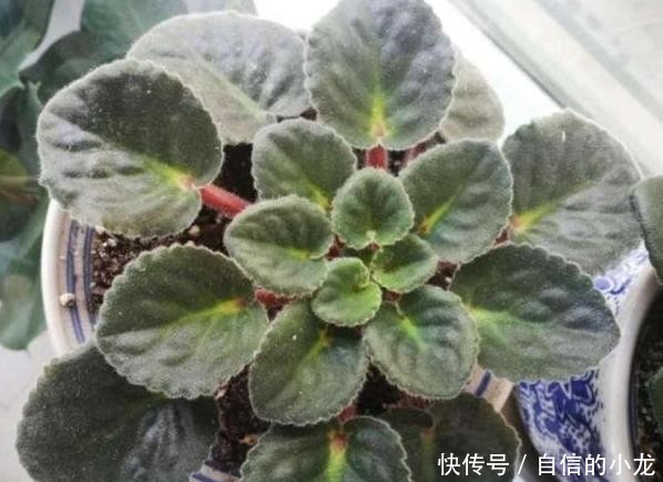 『开爆』初次养花没经验?紫罗兰盆栽最适合新手,注意3点砰砰花开爆盆