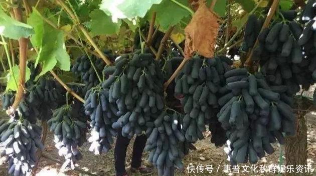 适合在什么时候种植蓝宝石葡萄苗多少钱