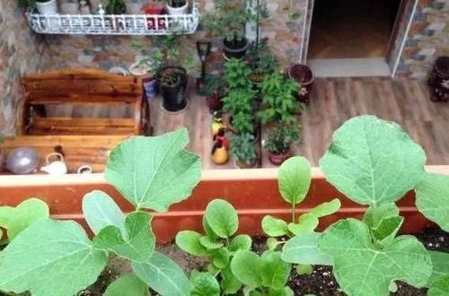 对着有虫害@怎么样制作杀虫剂省钱环保?3个小方法,将虫卵、细菌都灭掉