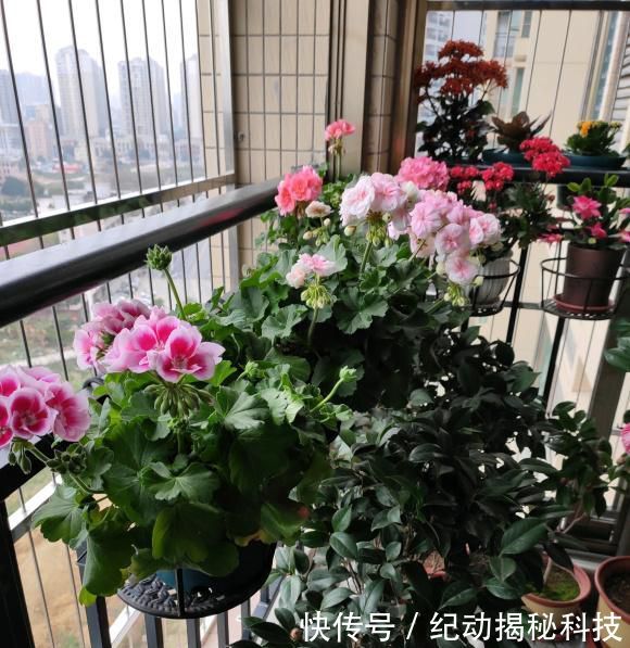  光照：花中仙子天竺葵，花友养了一阳台，开花美爆了，赶紧养几盆