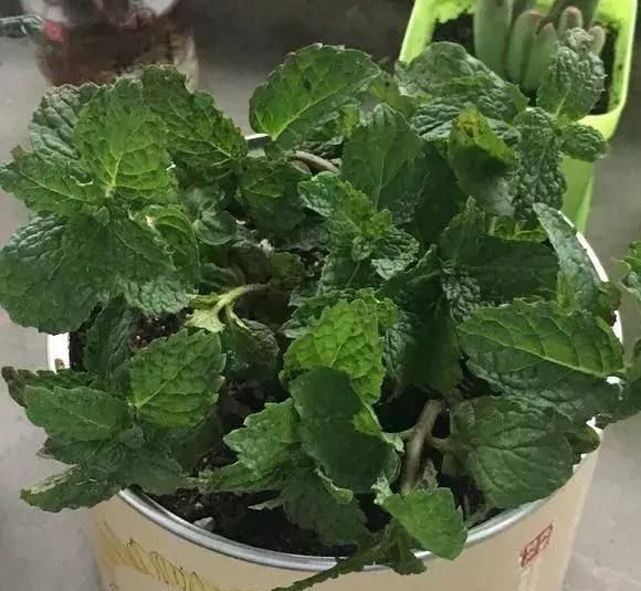  最适合：特别喜水的盆栽植物，再也不用担心浇花浇死了