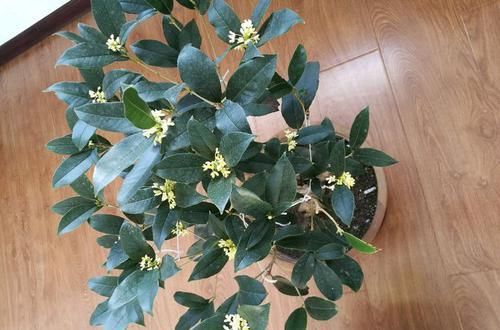  「盆栽」此款花好养易成活，阳台盆栽上几盆，花色艳开花勤，是盆栽珍品