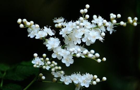  家中的珍珠|在家养珍珠梅，“一点”要牢记，花芽、花苞蹿，花开成“花帘”