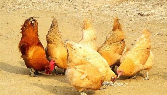  死亡率@在乡下养羊和养鸭子是哪一种？你知道那个吗？