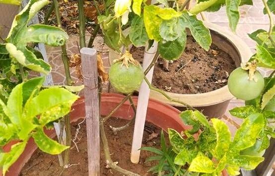  『生长期』盆栽西番莲有窍门，日常保养是最重要的，新手种植一定要看干货