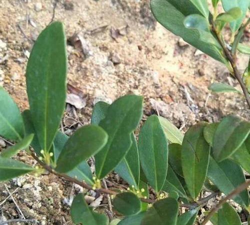  果实■山上这种野果名为“入地龙”，酸甜可口，以前常见，现在越来越少