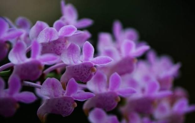  『花开满』养好“指甲兰”，顿顿不缺“它”，花儿旺、花色艳，花开满四季