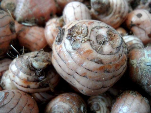 这种农村植物，酷似“大蒜”，治痛风是一绝，若您见到，请别采挖