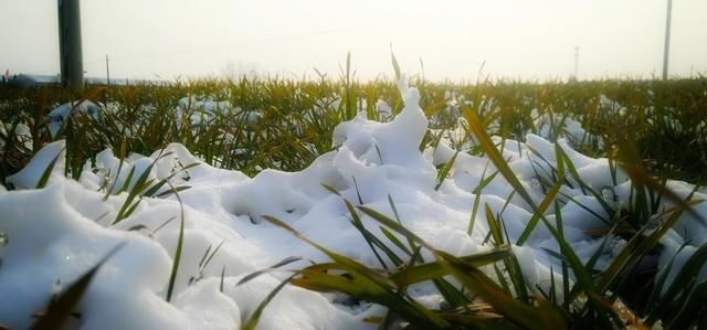 2月雨雪频繁，厄尔尼诺“哑”了？“寡妇年，倒春寒”真的来了？