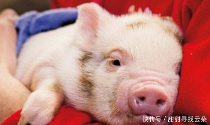  「大国」美国为什么能成为养猪第一大国，人家的猪粪说明一切！