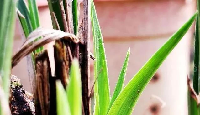 「新芽生长速」兰花什么时候抽新芽 怎样让兰花多发芽