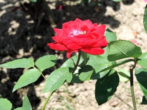 玫瑰：喜欢玫瑰花，首选“精品玫瑰”红和平，红艳欲滴，花色靓丽！