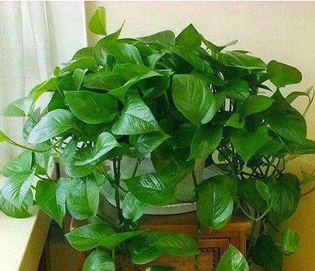  「阳光」家里光照差就养5种耐阴花,没有阳光直射反而长得更旺盛