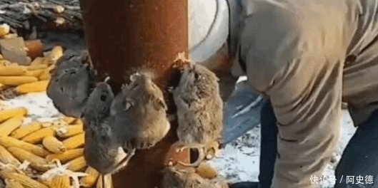 大爷收割的玉米总被老鼠偷吃，想出个办法，结果不淡定了