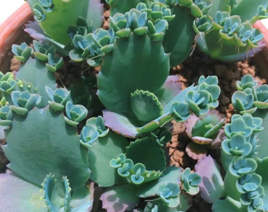  【慎养】这花要慎养，每年砍掉3麻袋，照样蹭蹭长！