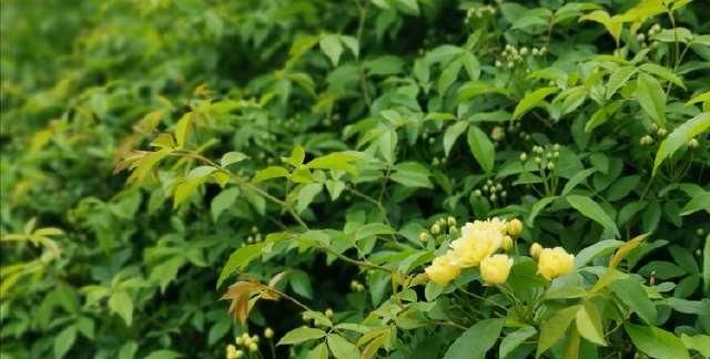  「清明」清明的蔷薇花儿，绽放在西安的园林间