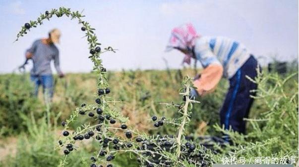 曾经千元一斤不愁卖，现在20元都很难找到销路，“黑金”神话破灭